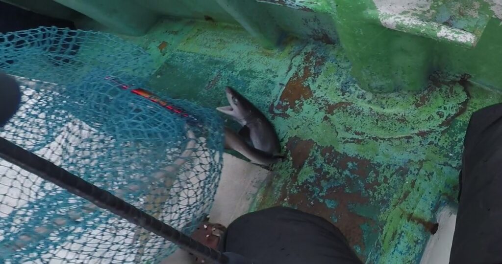 中深海ジギング　噛みつくサメ　シーフロアコントロール　アーク